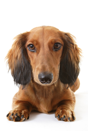 ear canker in dogs home treatment
