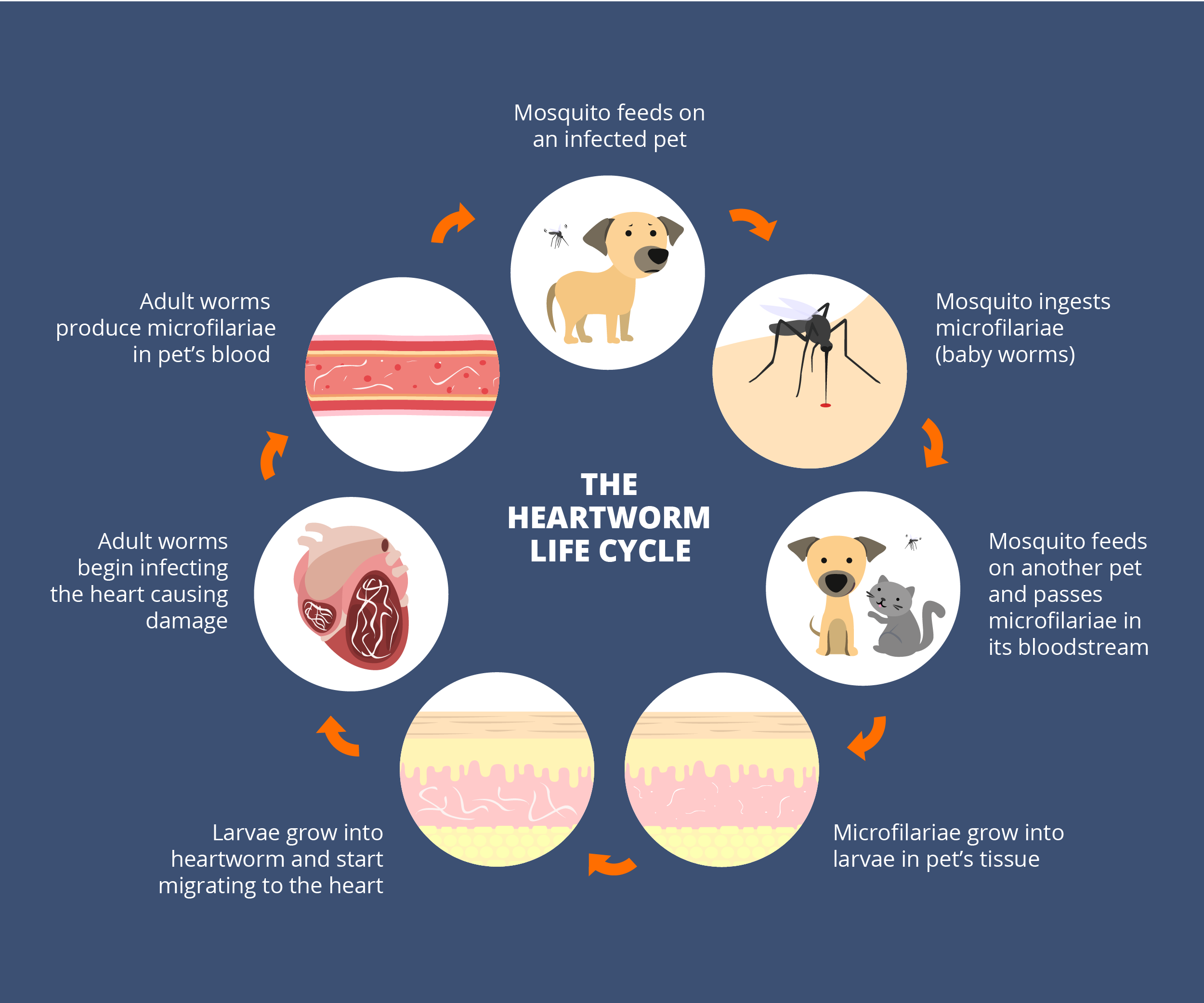 Heartworm Cycle Graphic