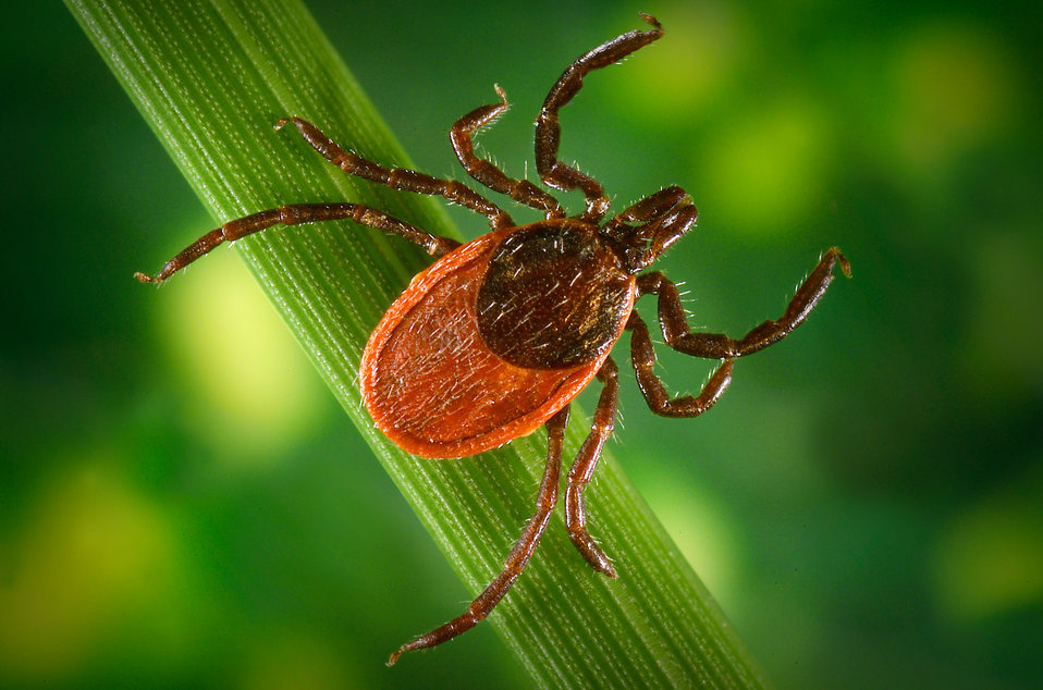 How to Identify & Avoid Lyme Disease Infographic