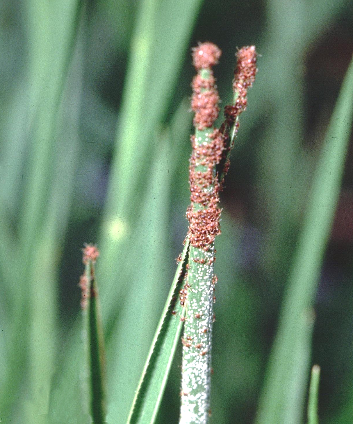 Grass Tip Larvae