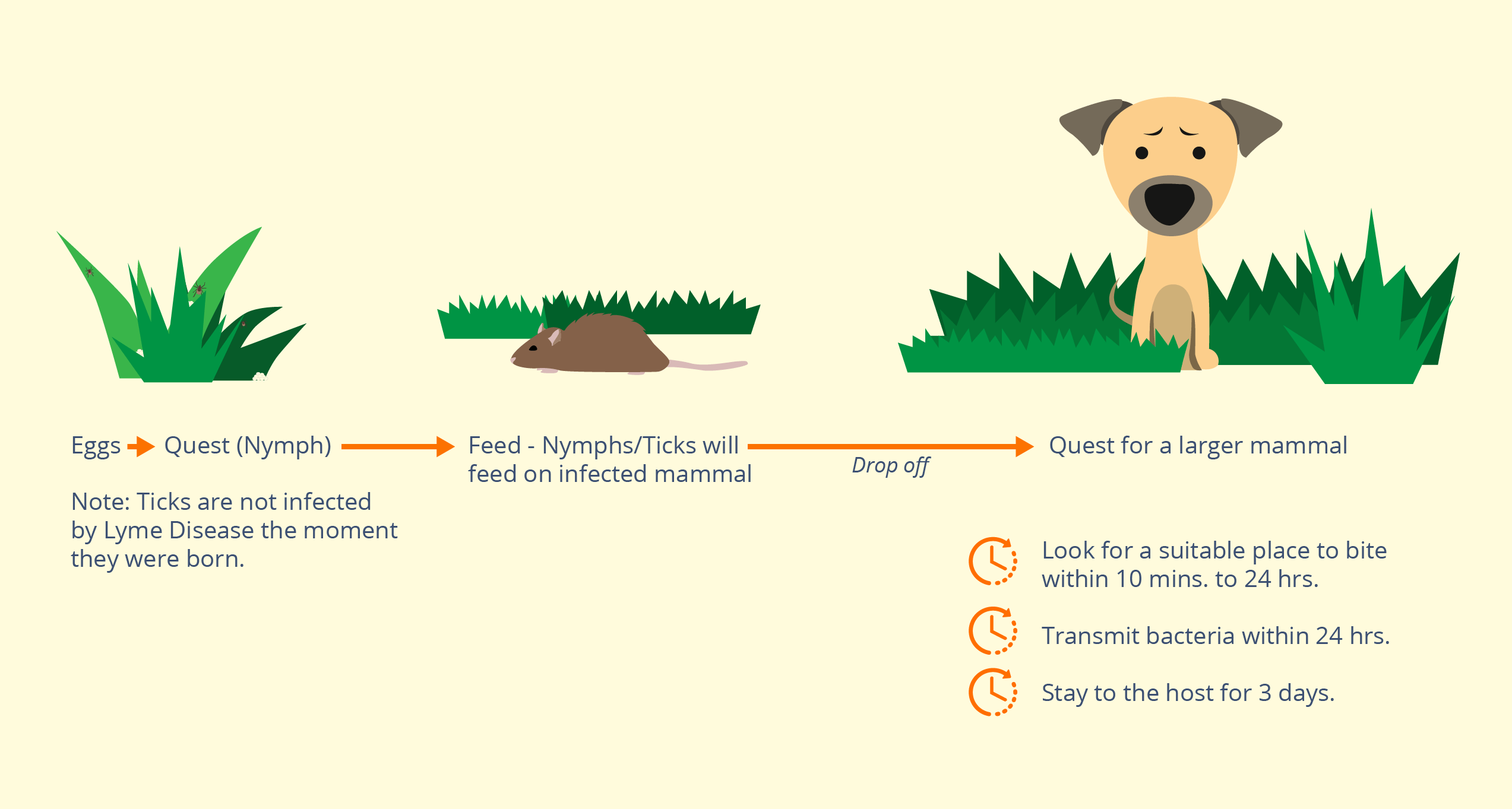 Lyme Disease Graphic 2