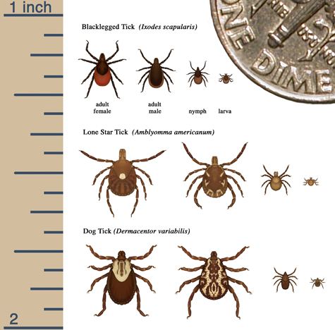 Tick Size Graphic