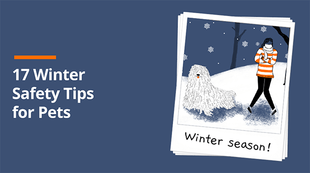 Winter Safety Tips for Pets