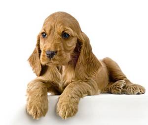 English Cocker Spaniel