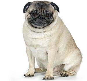 Pug