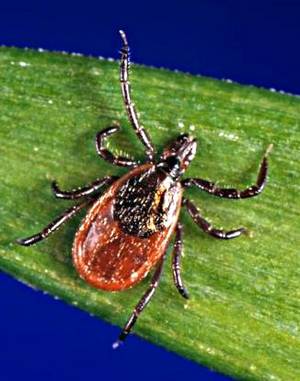 Deer Tick. Image: www.cdc.gov