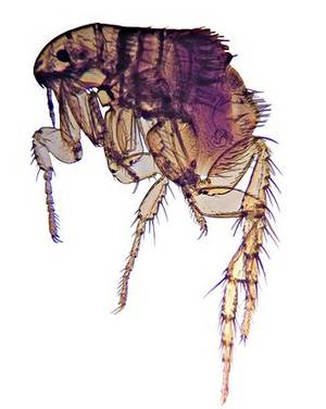 A flea, order Ctenocephalides.