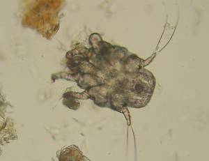 The ear mite Otodectes cynotis. Image www.wikipedia.org