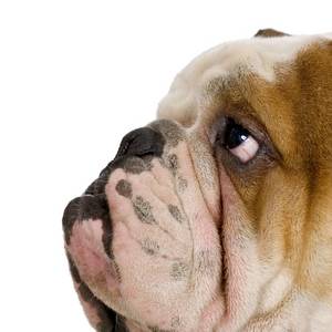 Petshed Petcyclopedia Using Frontline Plus For Dogs