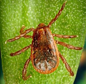 American Brown Dog Tick. Image: www.cdc.gov