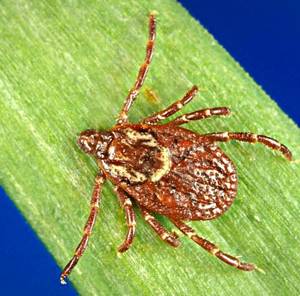 Female American Dog Tick. Image: www.cdc.gov