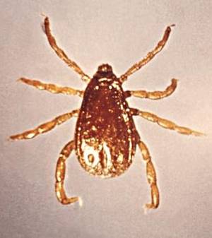 Brown Dog Tick. Image: www.cdc.gov