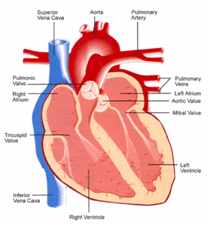 A diagram of the (human) heart