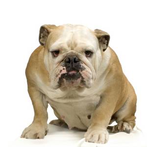 Petshed Petcyclopedia Treat Demodectic Mange In Dogs
