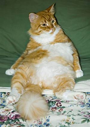 fat cat dog