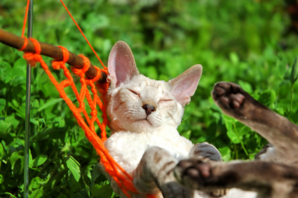Tips for Taking Your Cat on Holiday