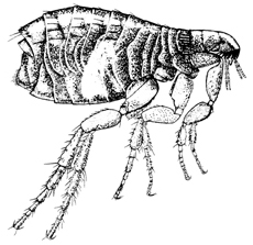 The common cat flea