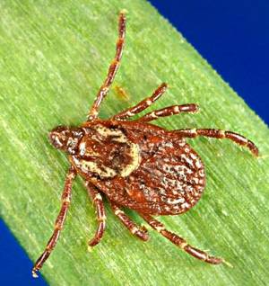 Female American Dog Tick. Image: www.cdc.gov