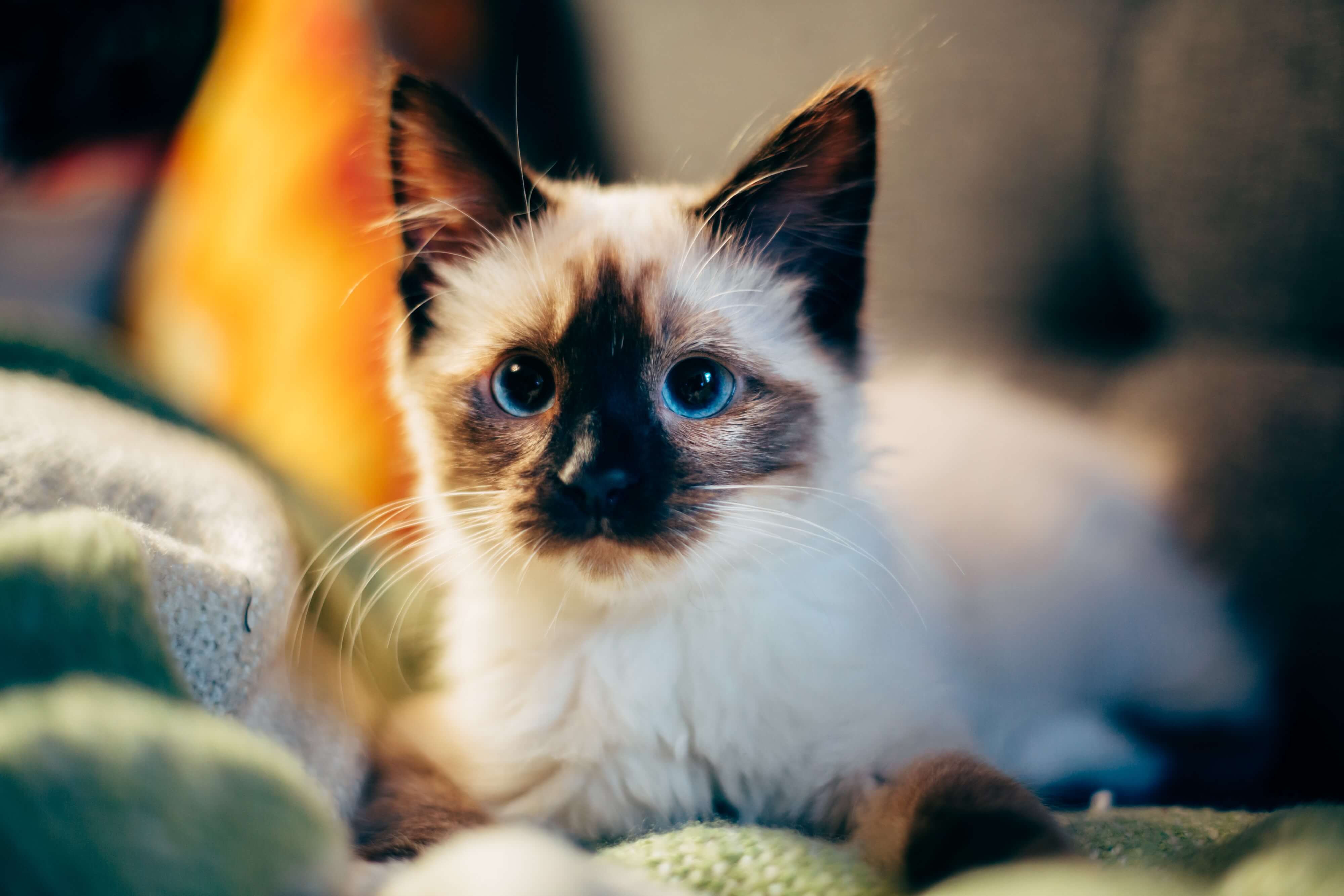 A siamese kitty resting on a blanket 