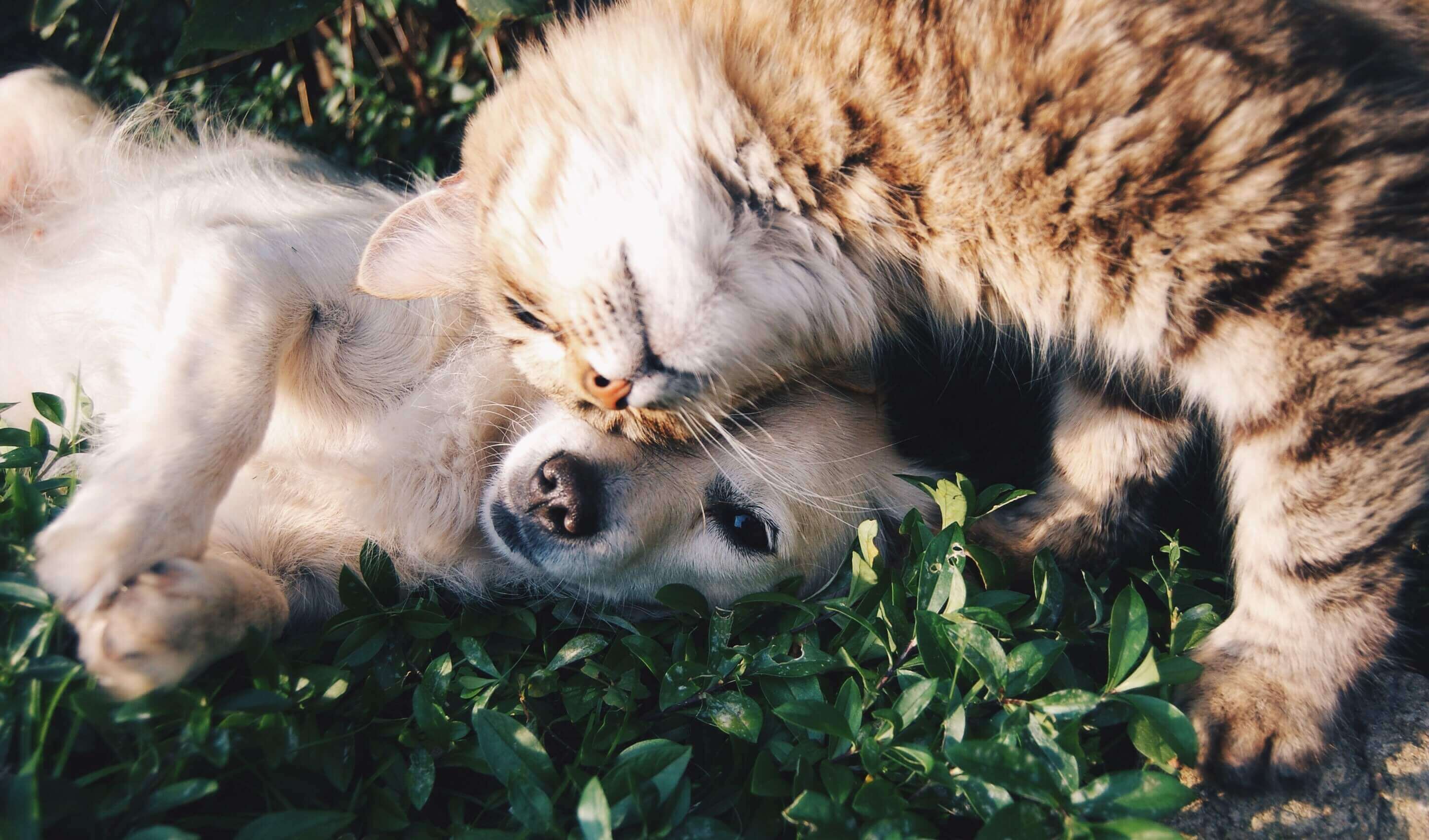Dog and cat lying together on the grass