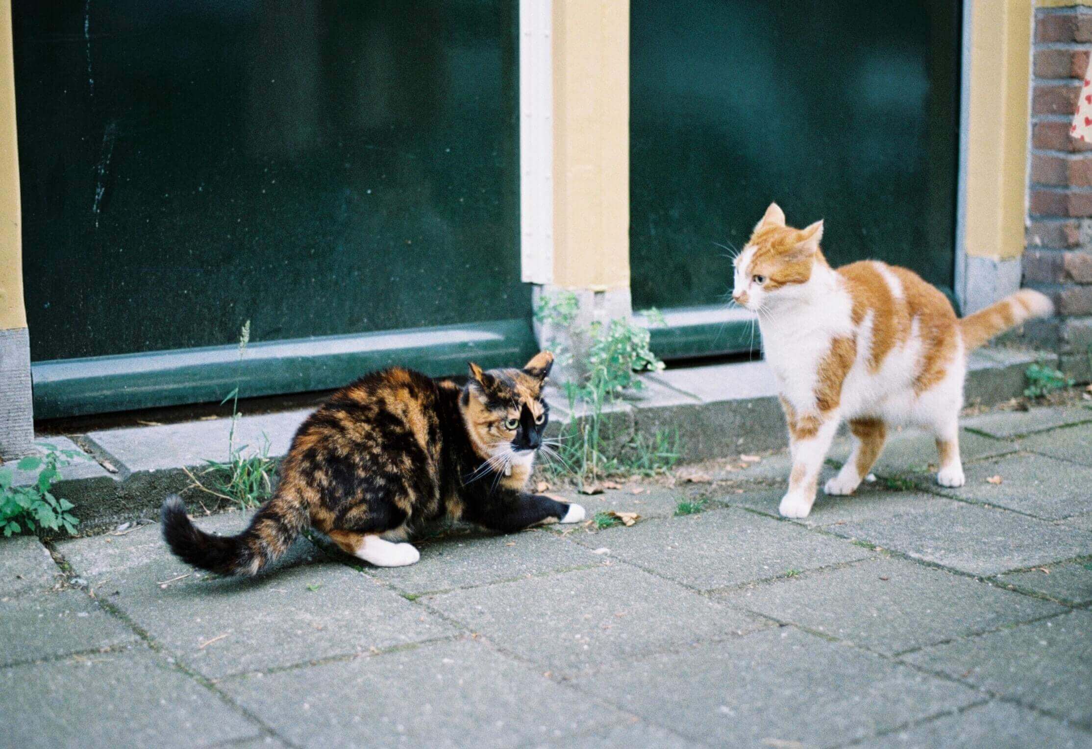 Cats fighting at the streets