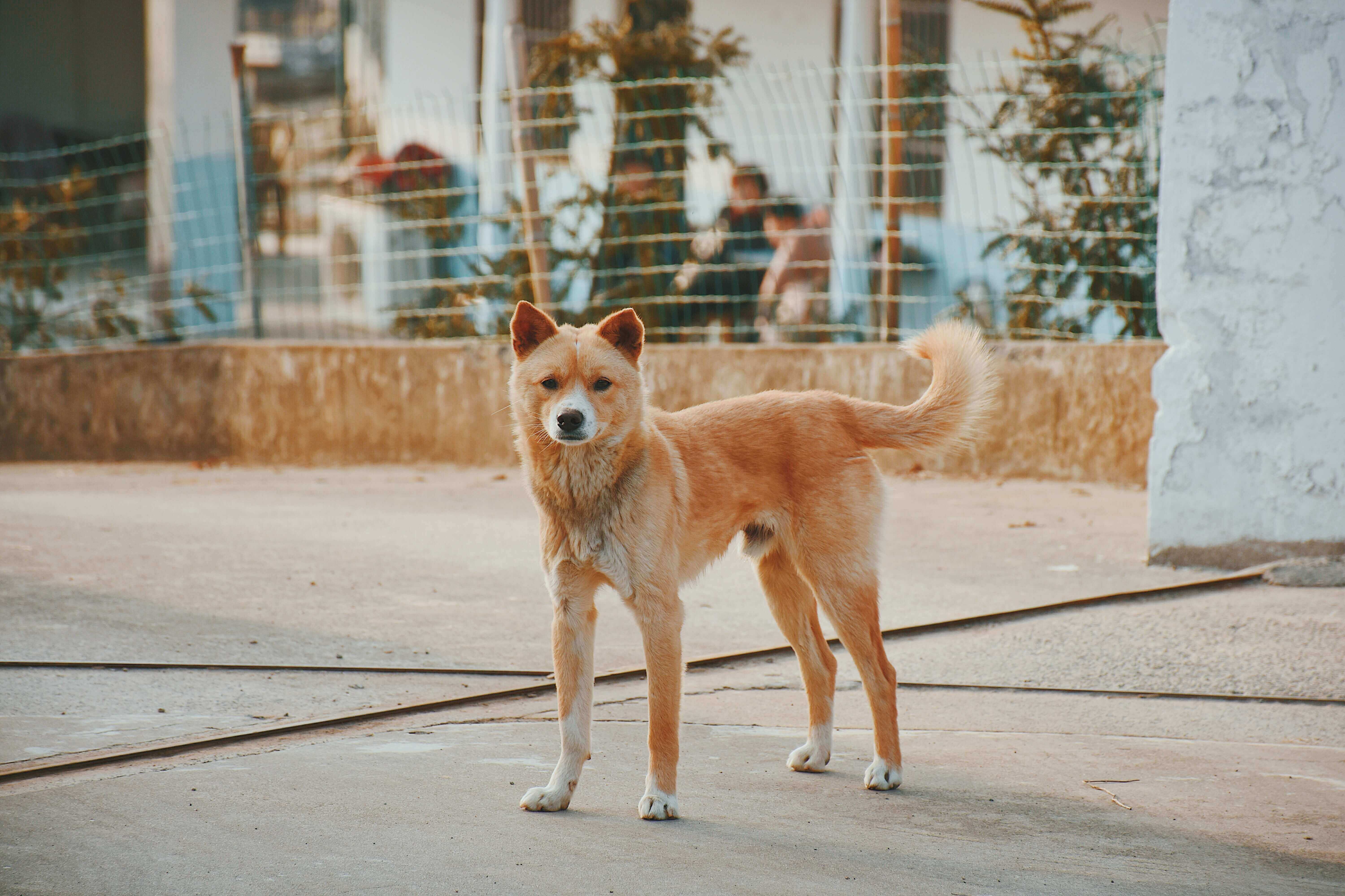 Dogs standing on the street