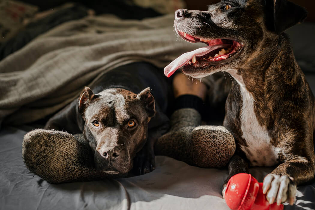 Dogs in the bed with their owner