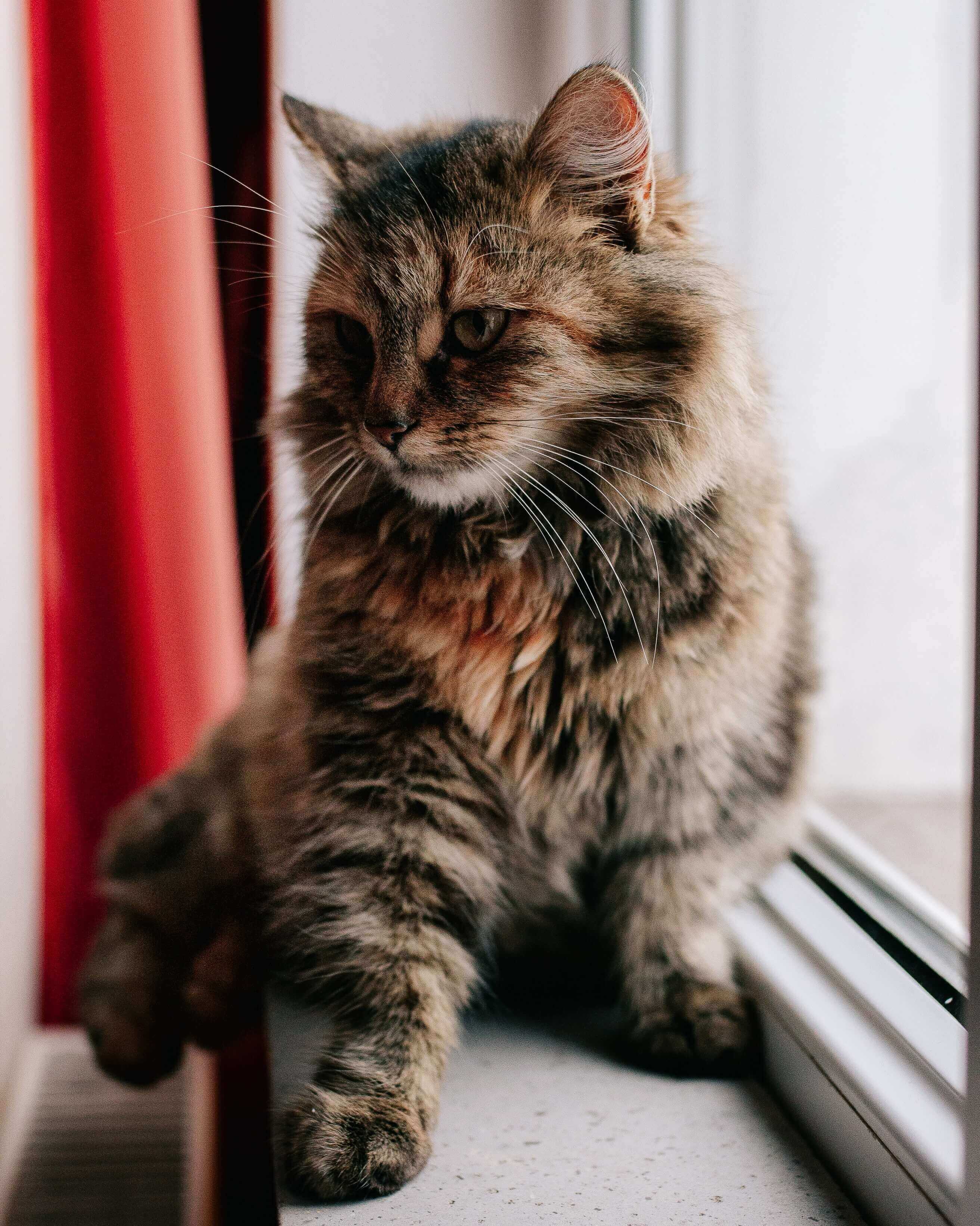 Cat sitting by the window