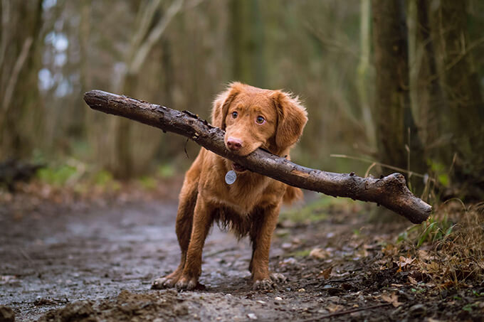 Dog holding a branch in the woods