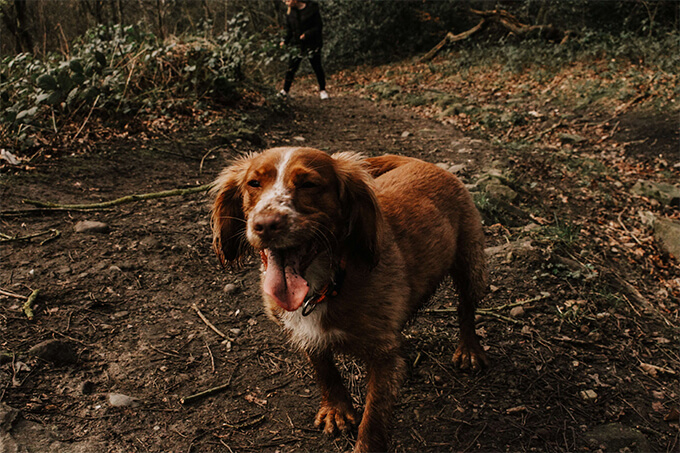 Dog wandering in the forest