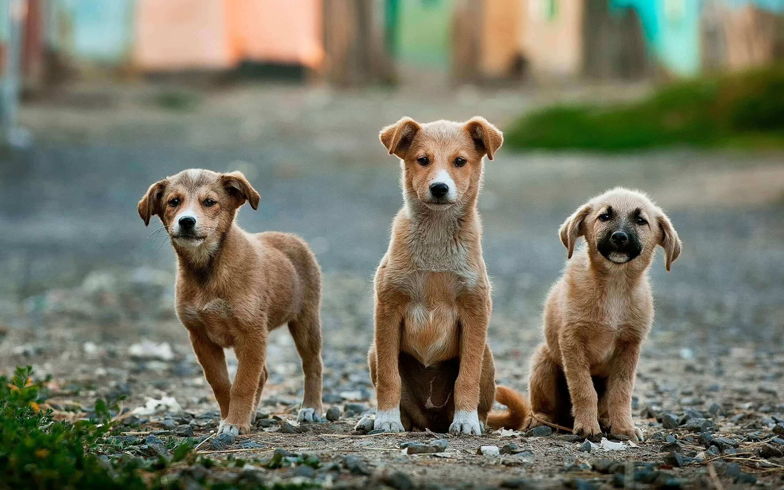 Dogs sitting by the road