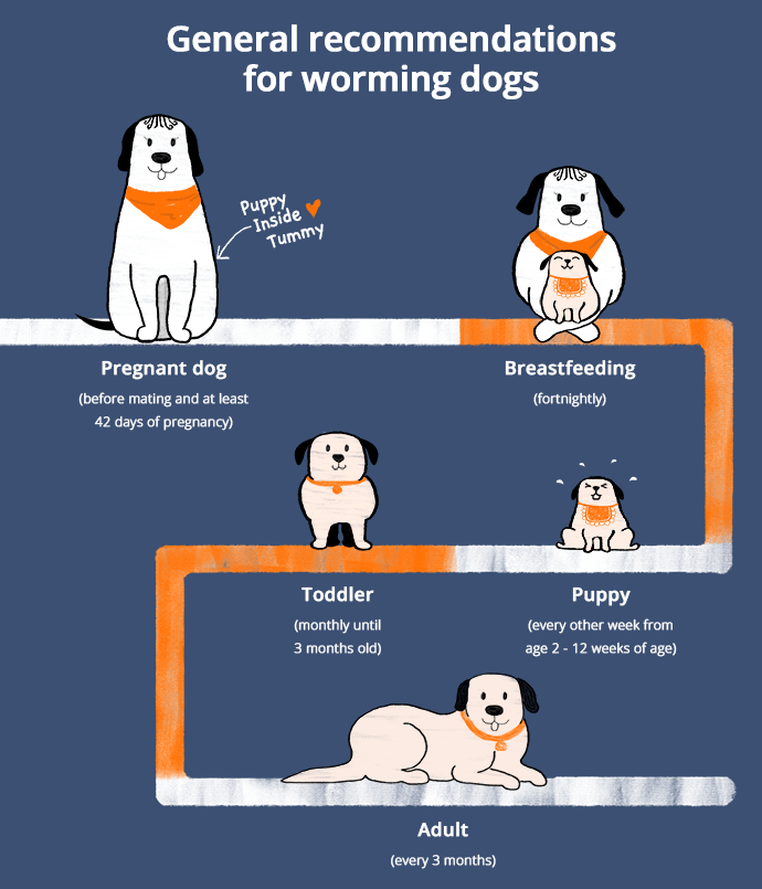 when should you deworm your dog