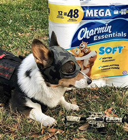 Grayden - Grayden taking his job seriously while Guarding the Goods while everyone is taking care of business! He has been using #petshedpet since 2018 the same year he was born ????