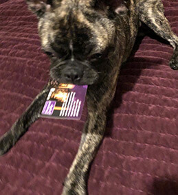 Harley - #PetShedPet Harley (1.4 yo) he's been helping me at work and using PetShed since 2019!!