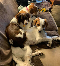 Rich Gray - Working from home with Molly, Scout and Bella. All our dogs use #PetShedPet these 3 since 2014.