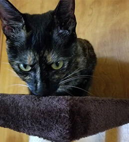 diana.dominguez1 - Hello from Arya, pet shed pet since 2019! She lives up to her Game of Thrones name - she is a FEARLESS warrior!