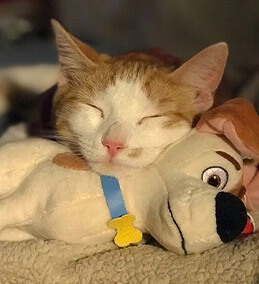 littlesistersasha - This is Diego's toy - I use to be the same size as it - but now it's the perfect size for a pillow.