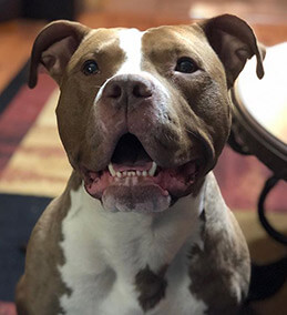 theresascherzinger - Hey! I just met you... and this is crazy.... I think that you should... adopt me maybe? www.cprfund.com. Look for Johnny Boy