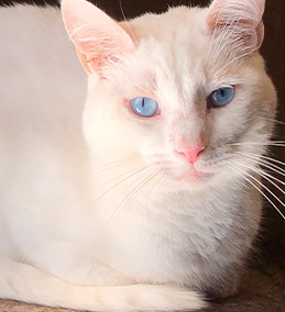 ChristaDailey1 - Yoda my handsome boy