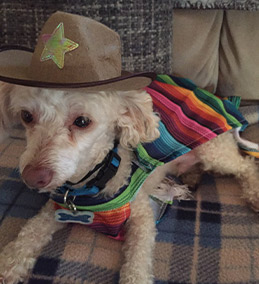 sclady34 - Sammy started using PetShed in 2019 Happy Halloween