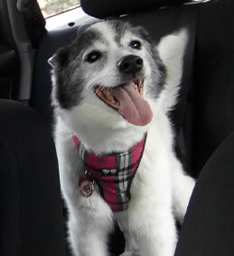 thjiv - This is Shelby. We rescued her about 10 years ago.