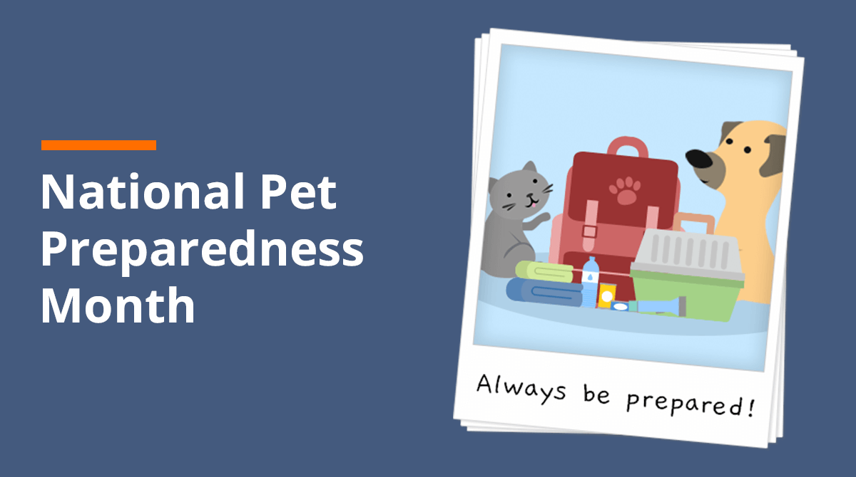 How to build your pet's emergency bag Pet Shed