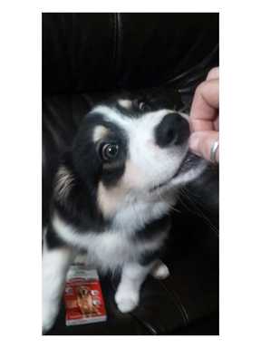 generic heartgard plus at walmart