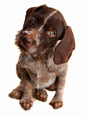 tick bite on dog
