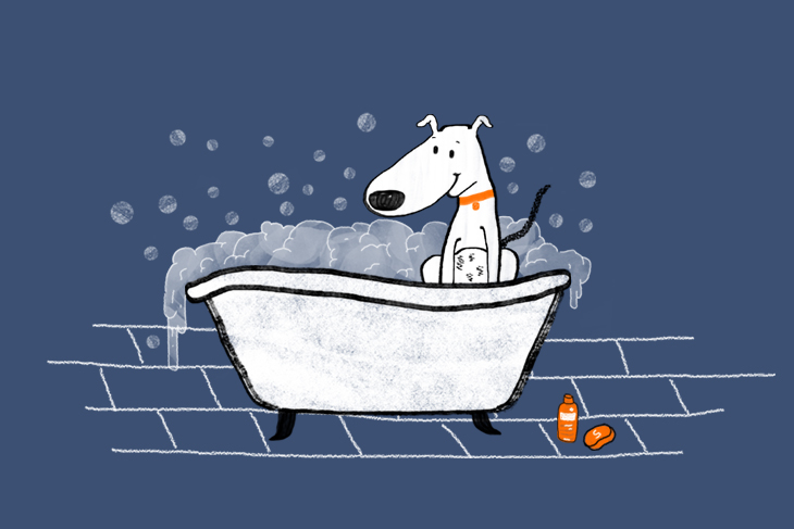 Dog Wash: How to Clean Your Canine - Pet Shed